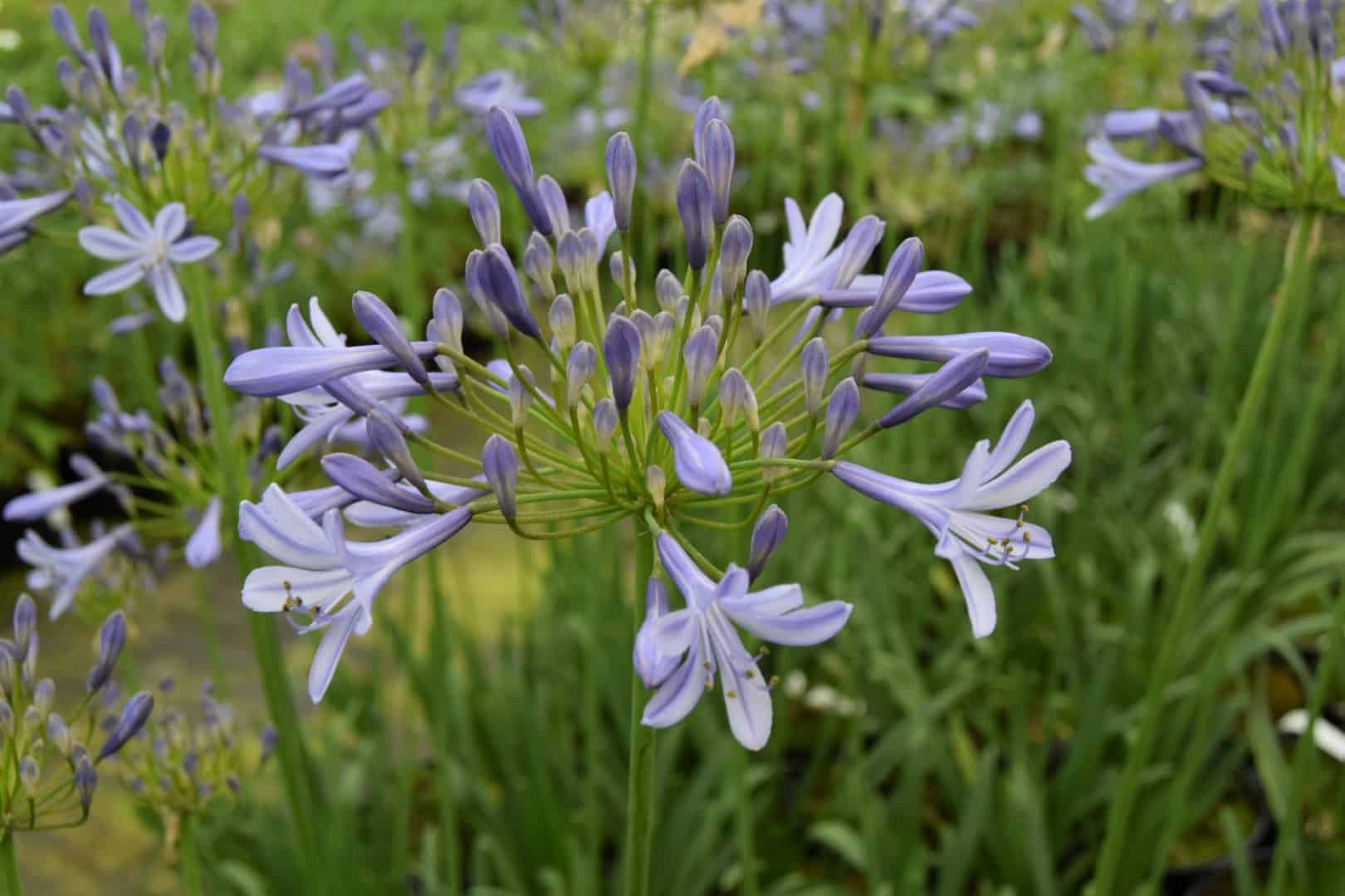 Agapanthus 'Dokter Brouwer'